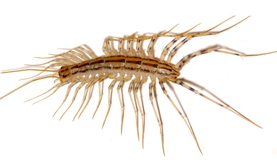 House Centipede, Scutigera coleoptrata